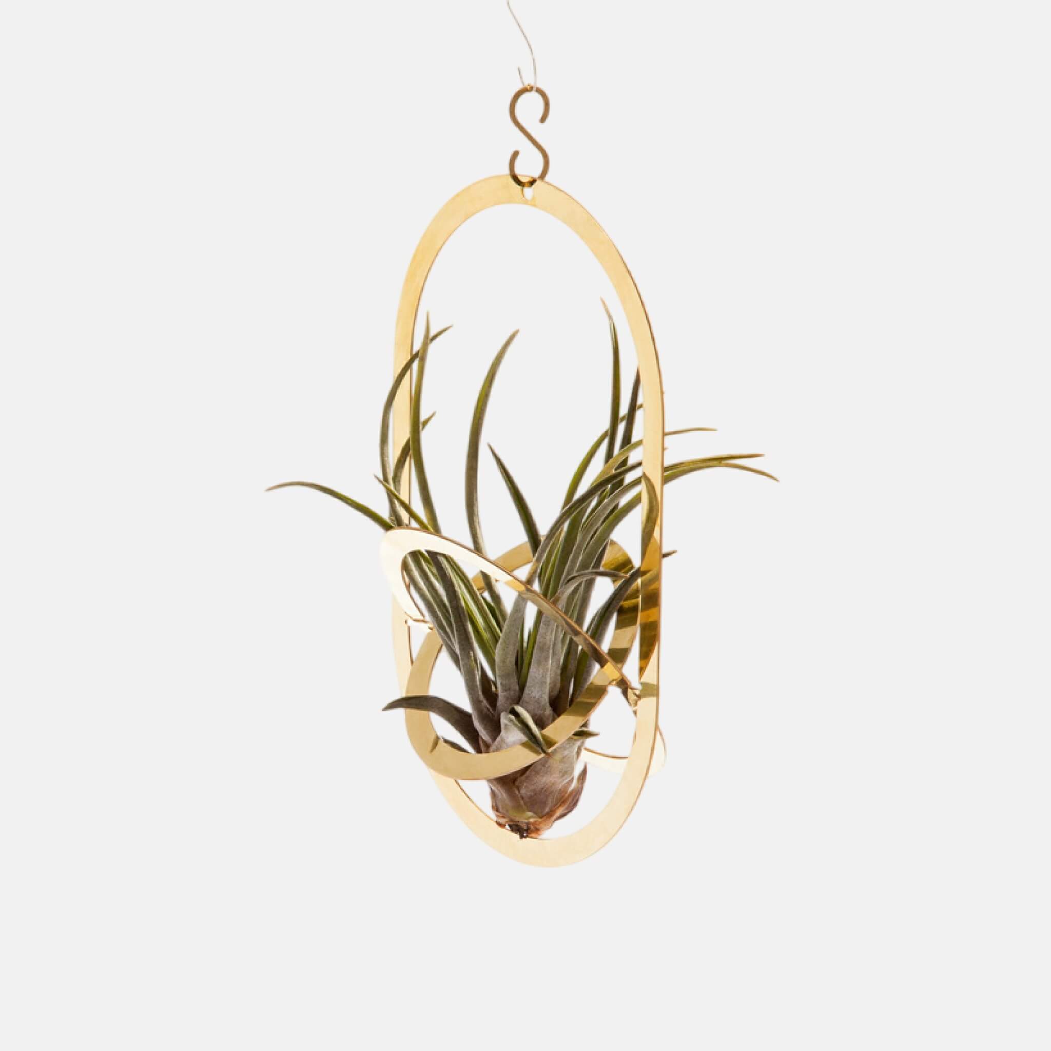 air plants berlin Závěsný stojánek na rostliny Fundamental Berlin Air Pendant